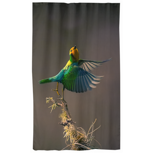 Curtains - Uplifting Flight