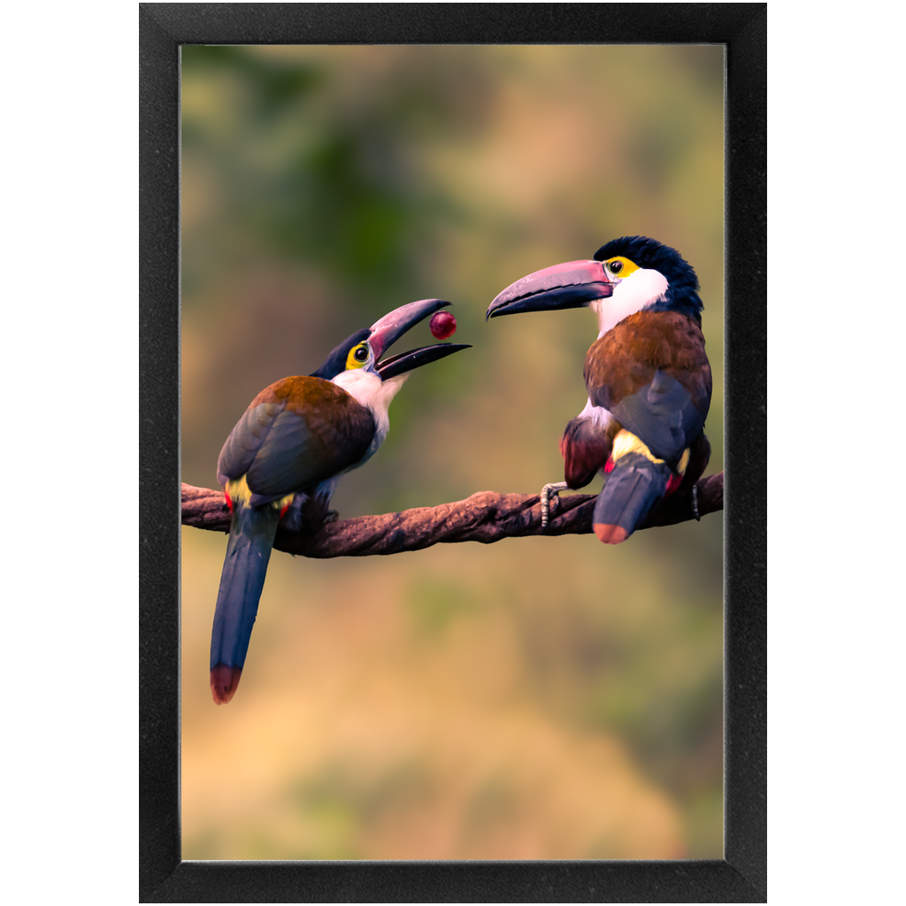Frame - Toucan Harmony