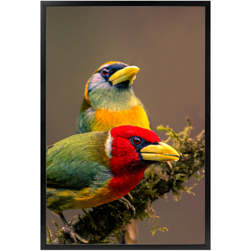 Frame - Vibrant Pair: Red Barbets