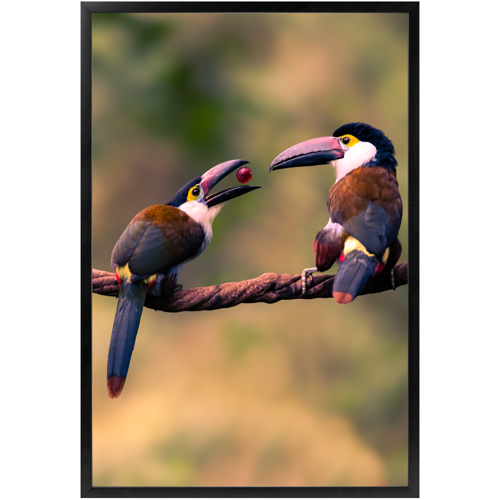 Frame - Toucan Harmony