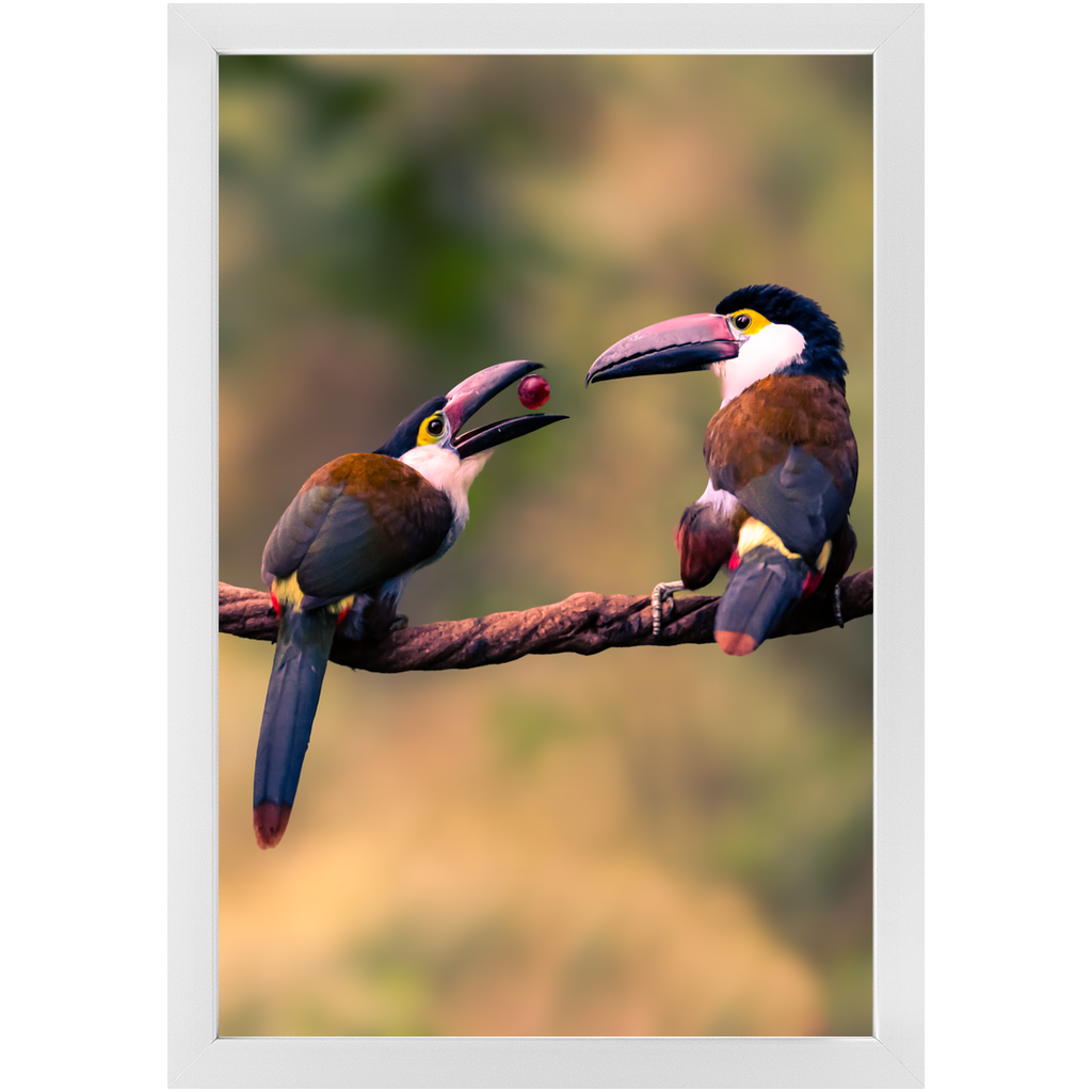 Frame - Toucan Harmony