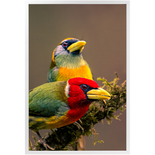 Frame - Vibrant Pair: Red Barbets