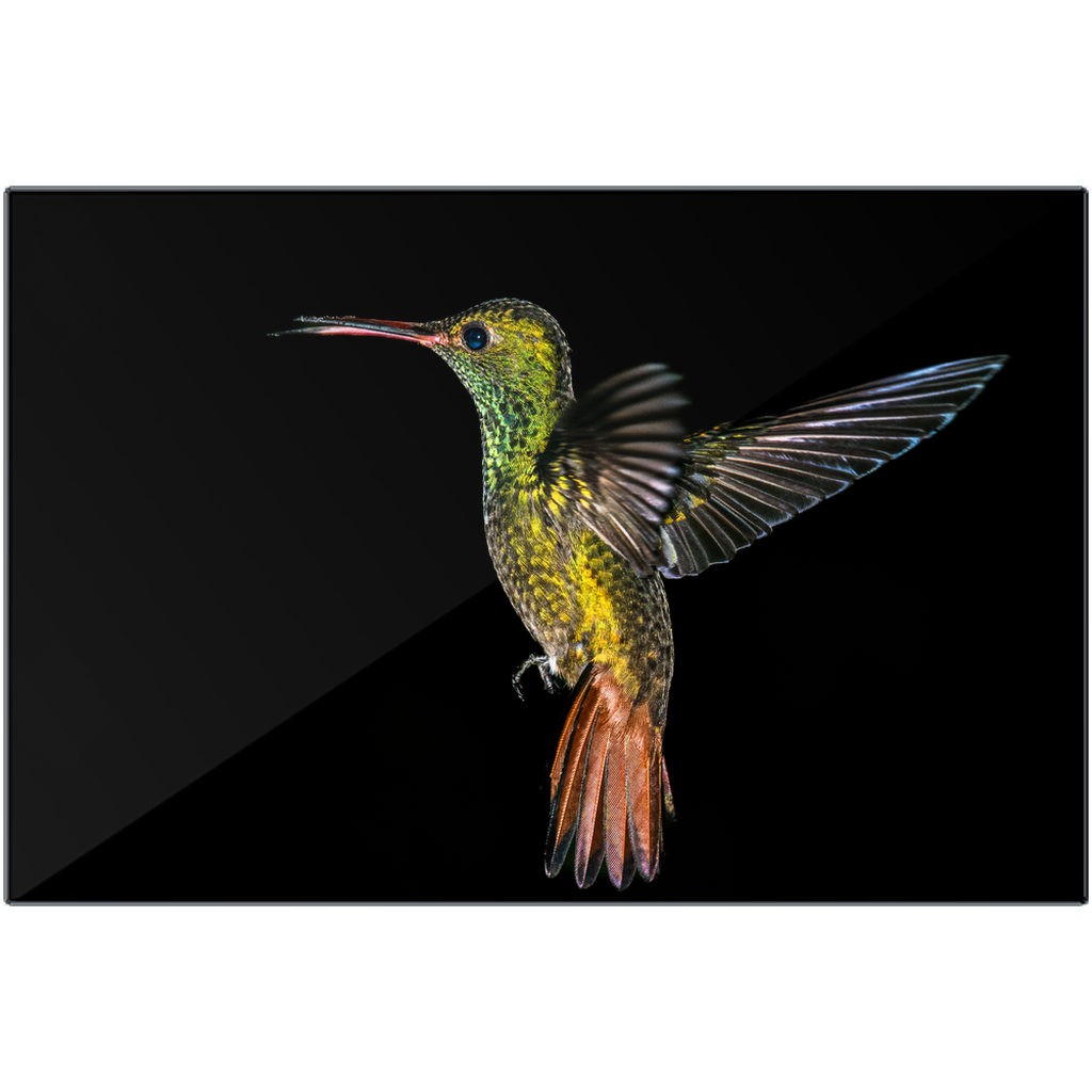 Metal Print - Radiant Rufous