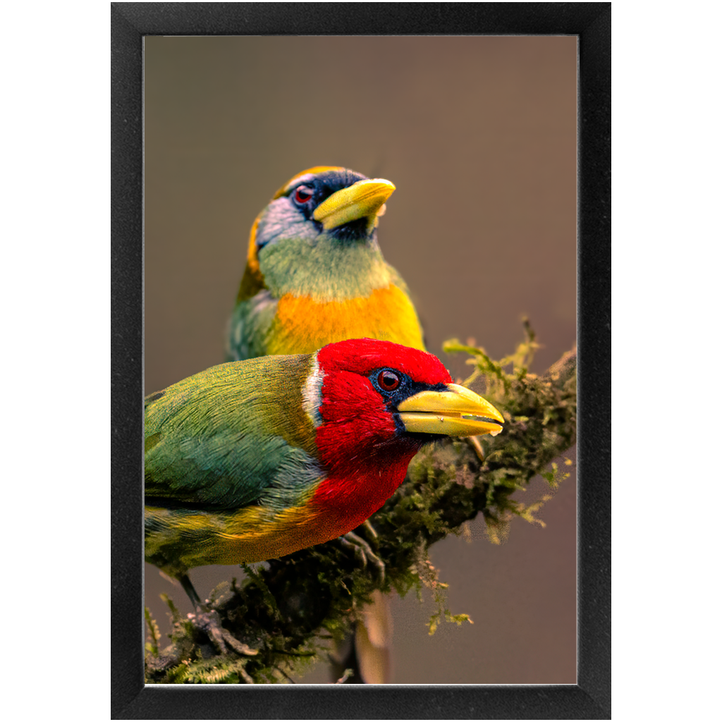 Frame - Vibrant Pair: Red Barbets